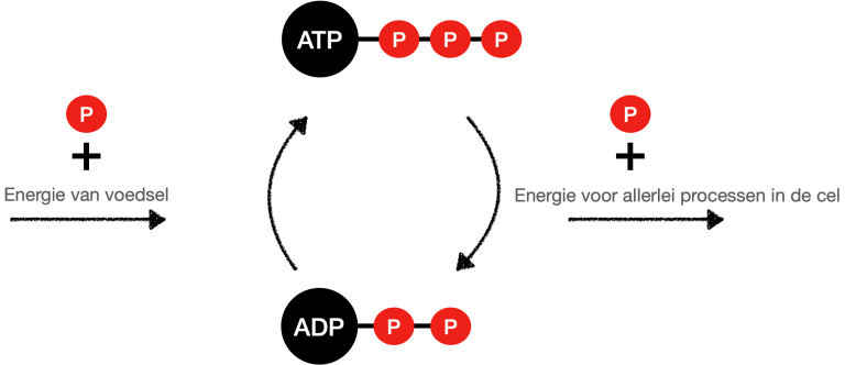 Energiesystemen menselijk lichaam ATP